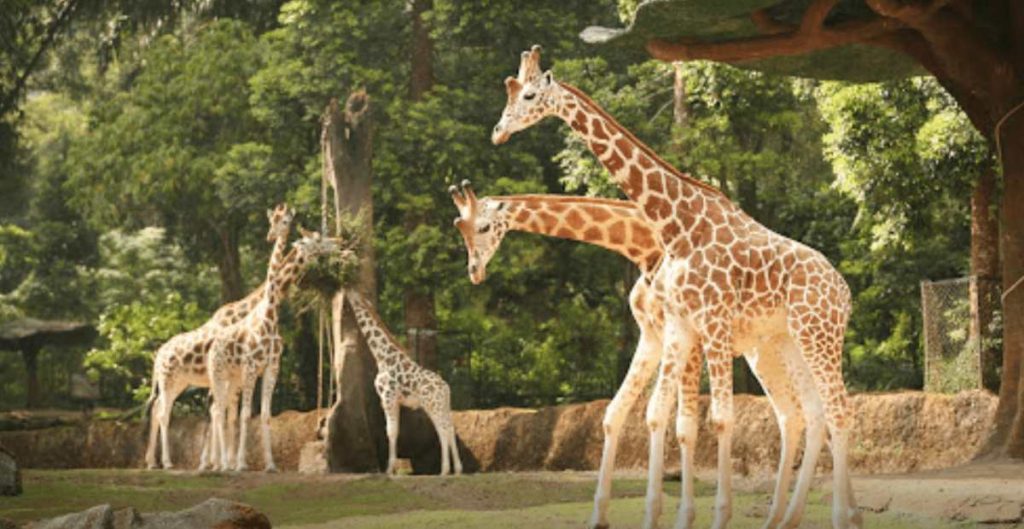 Wisata Taman Safari